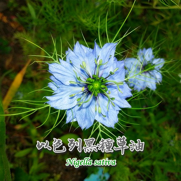 米果の精油店 Black Cumin Seed Oil 有機初榨以色列黑種草油 茴香花油 玻璃瓶及彩盒包裝 蝦皮購物