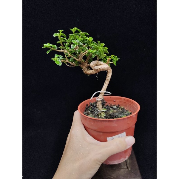 木田樂 國光花市 盆栽植物素材 植栽為塑膠盆 蝦皮購物