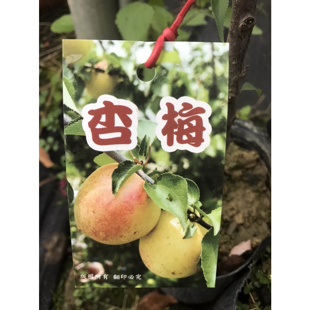 梅子樹苗- 園藝植作優惠推薦- 居家生活2022年11月| 蝦皮購物台灣