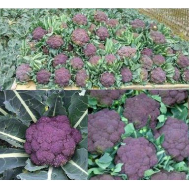 紫色花椰菜 優惠推薦 21年7月 蝦皮購物台灣