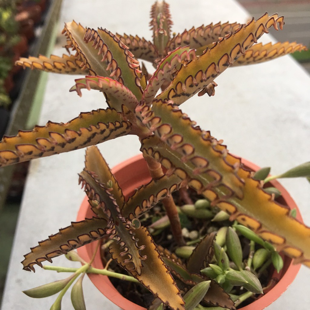 519uncle 多肉植物 窄葉不死鳥 虎紋不死鳥盆栽造景裝飾花器花盆組盆療癒植物zakka拍攝道具 蝦皮購物