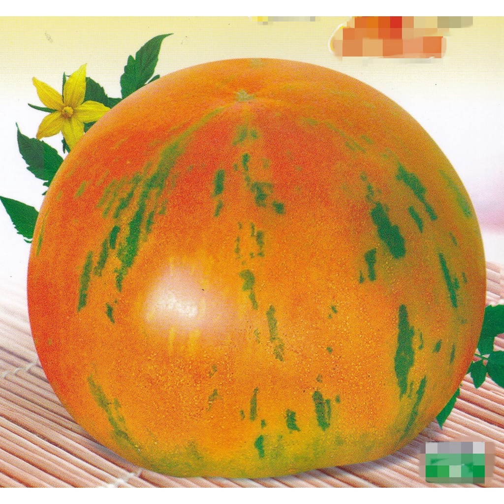 【蔬菜種子S429】虎皮金花番茄~ 早熟性好，成熟期112天左右。口感特好，七八分熟即可採摘。產量高，耐低溫。