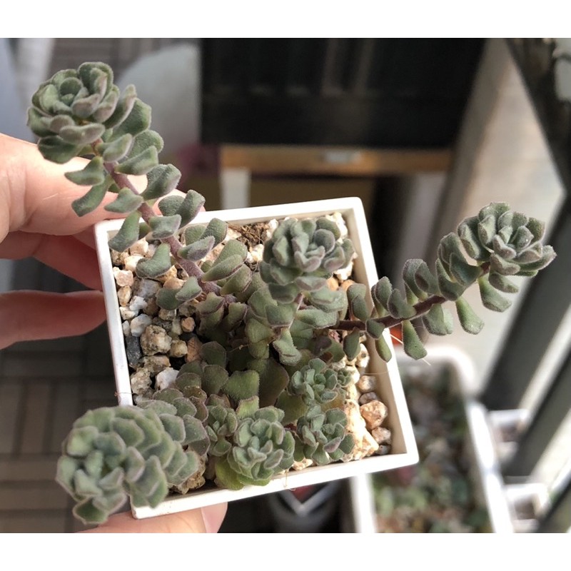 毛小玉春之奇蹟多肉植物 蝦皮購物