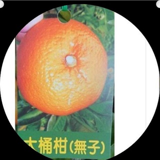 **小農之家***優質種苗「無子大桶柑」 嫁接苗 高約50-60cm 拜拜自用送禮極佳