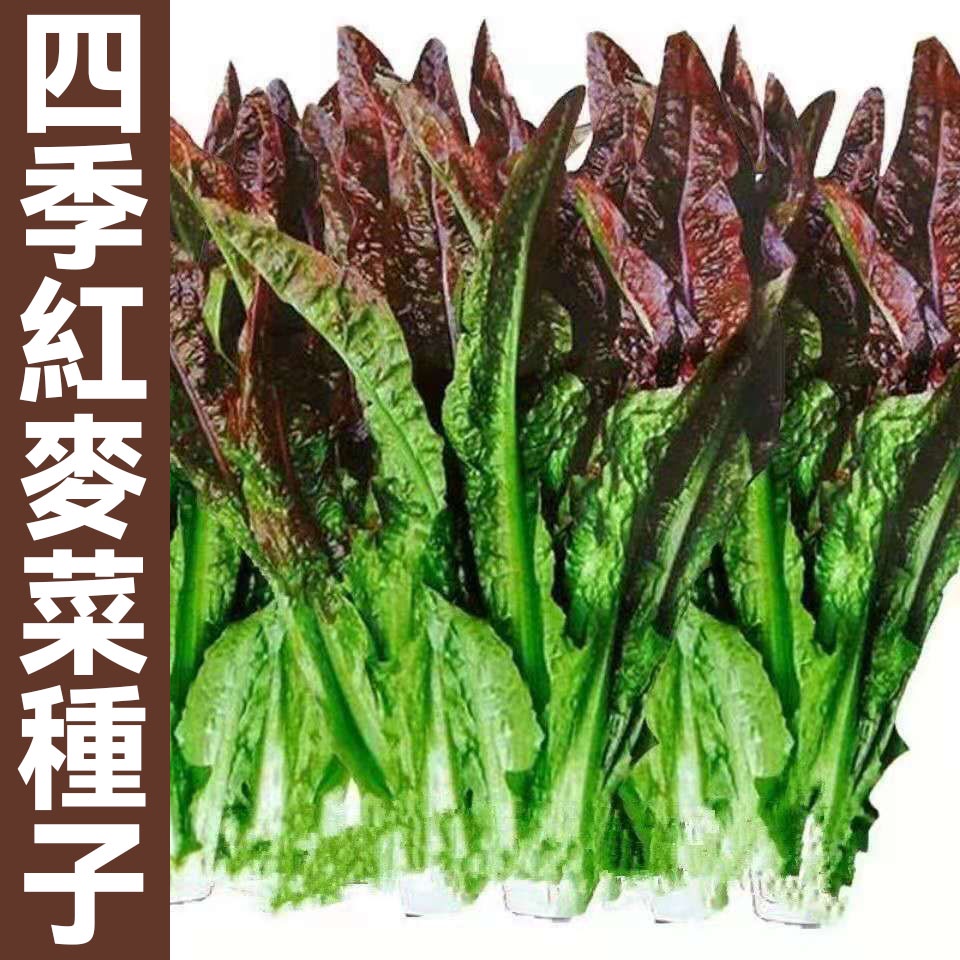 紅麥菜種子 香油麥菜種子 四季花葉油麥菜種子 開叉油麥菜種子 香油麥菜 陽臺盆栽 蔬菜種子