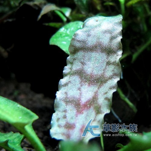 Ac草影 虎紋西瓜椒草 一株 蝦皮購物
