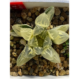 メール便送料無料対応可 ハオルチア 花水晶 極上斑 フラワー ガーデン Www Bazelinternationalltd Com