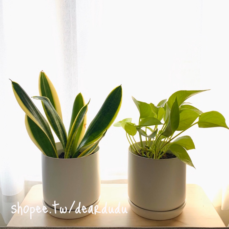 Deardudu 無印風質感陶瓷花盆白色圓形 蝦皮購物