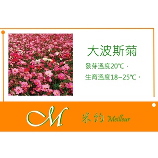 《Meilleur》大波斯菊(美雅混色)種子 約500粒