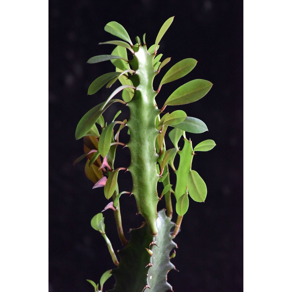 龍骨  龍骨仙人掌  Euphorbia trigona  懶人植物  帶根植株