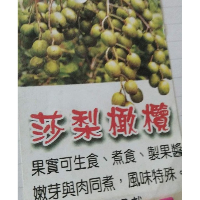 **小農之家** 優質種苗「莎梨(太平洋榅桲、太平洋橄欖)」可做蜜餞.加工食用 沙梨橄欖 高30cm