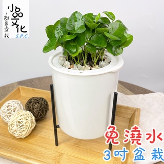 【小品文化】七里香【現貨】3吋鐵架免澆水盆栽 懶人盆栽 觀葉植物 室內植物 自動吸水 創意花盆 居家辦公盆花