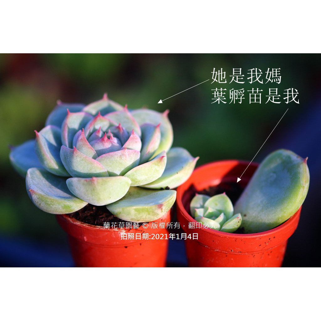 1吋迷你盆 水晶玫瑰葉孵苗 景天科多肉植物 蝦皮購物