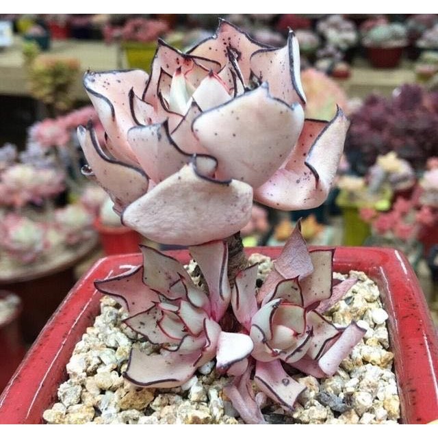 【小鮮肉肉】劍司諾娃 黑邊諾娃 種子(10粒裝) 多肉植物 台灣現貨 多肉種子 多肉植物 多肉 種子