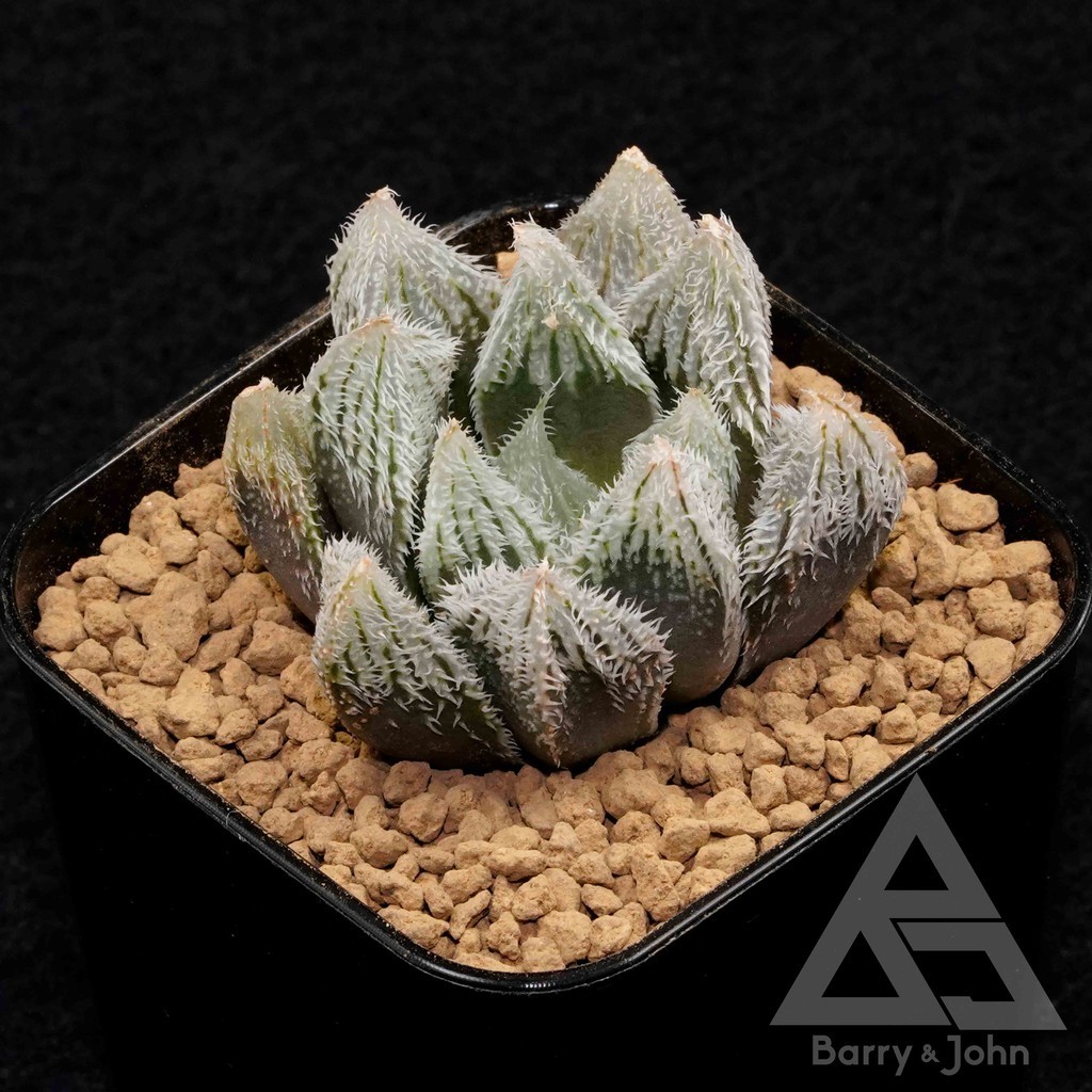 森之妖精 Bj多肉植物 Haworthia Morino Yousei 蝦皮購物