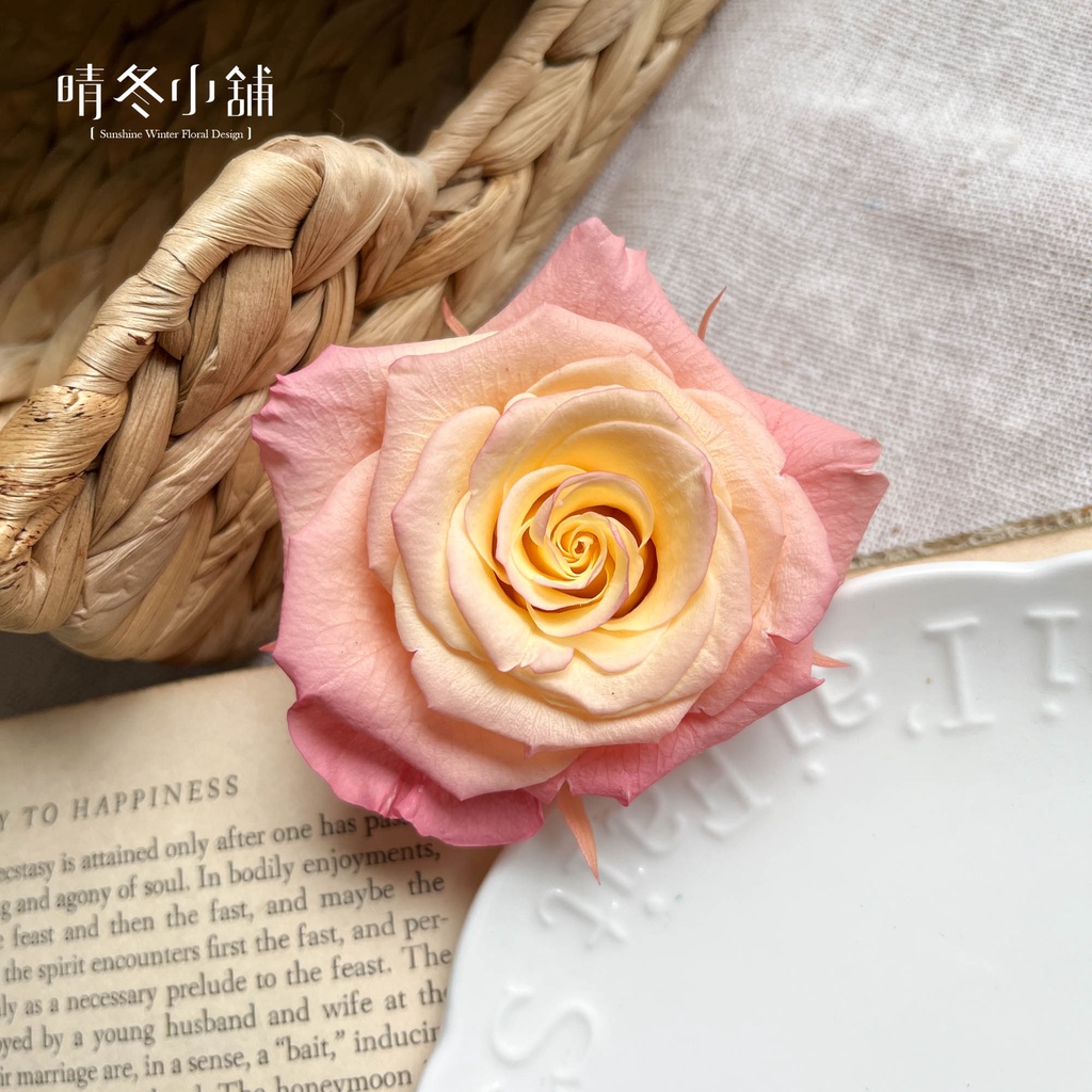 晴冬小舖 日本進口大地農園不凋滾邊漸層滿開玫瑰特大玫瑰不凋玫瑰花特殊漸層染色玫瑰不凋花永生花永生玫瑰