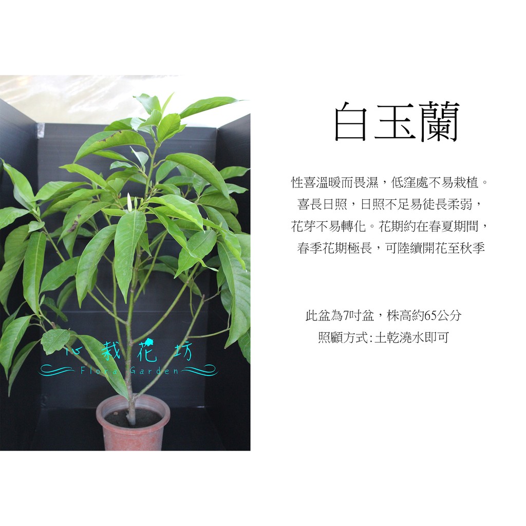 心栽花坊 白玉蘭 玉蘭 玉蘭花 7吋盆 香花植物 綠化環境 售價250特價0 蝦皮購物