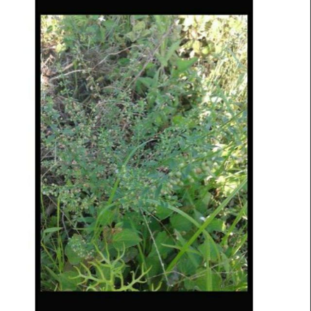 妞妞花園 野甘草 甜珠草 種子 1份約100p