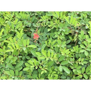 花丁子紅花 黃花二色苗栽 蝦皮購物