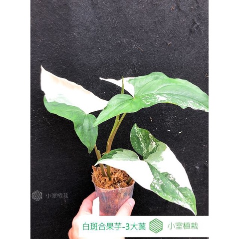 [小室植栽]白斑合果芋-3大葉--(鹿角蕨、觀葉、蕨)-尺寸如圖