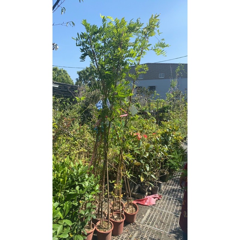 霏霏園藝八重黑龍藤 爬藤類紫藤 蝦皮購物