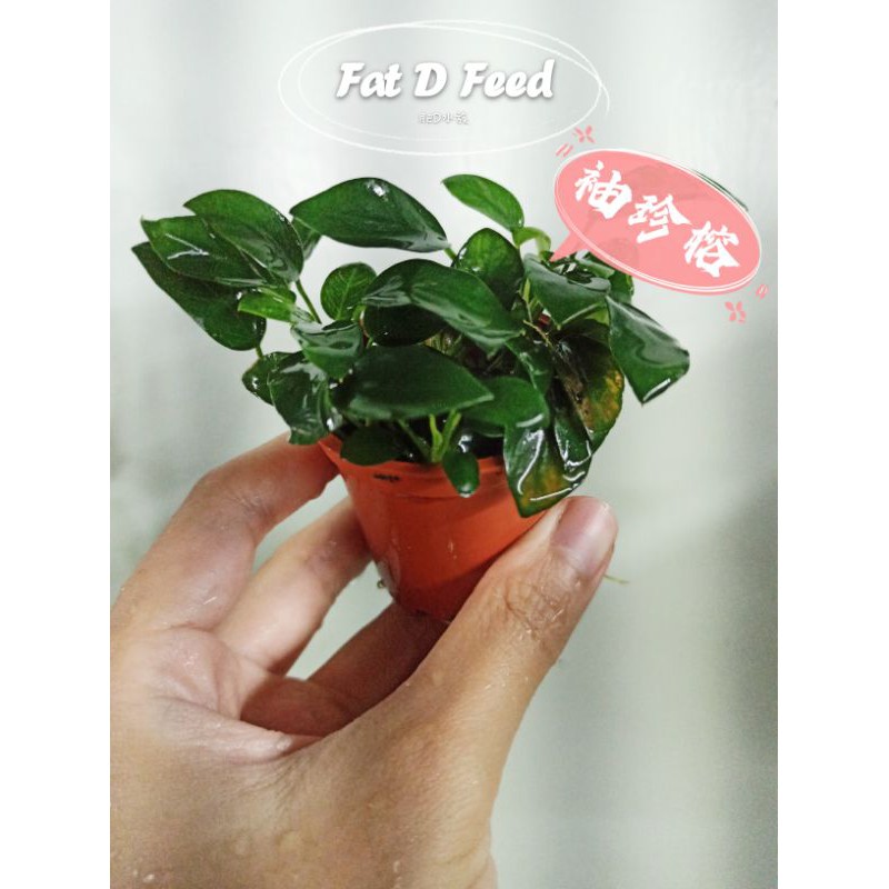 袖珍榕水草魚缸造景陰性水草不需co2 袖珍小榕前景草 蝦皮購物