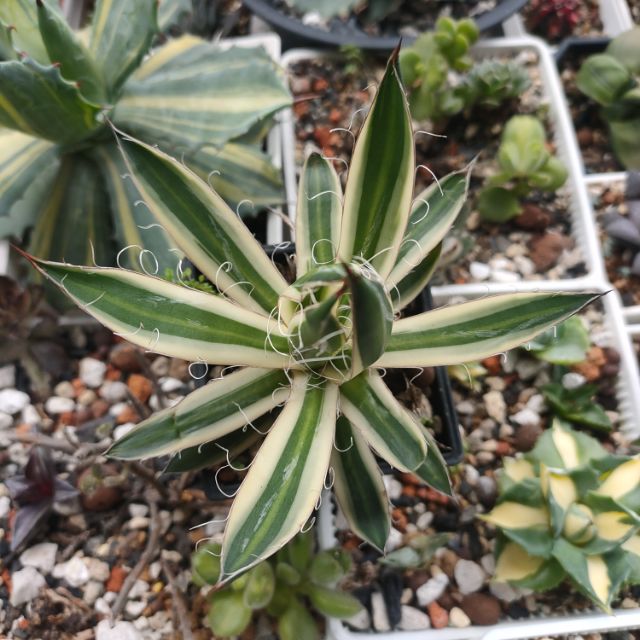 肉部屋白系王妃覆輪龍舌蘭多肉植物 蝦皮購物