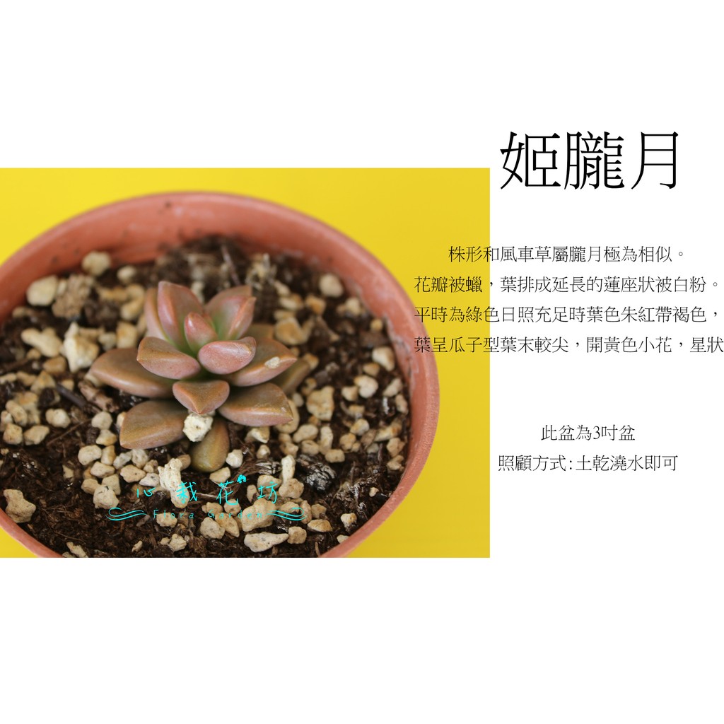 心栽花坊 姬朧月 3吋 多肉植物 售價50特價40 蝦皮購物