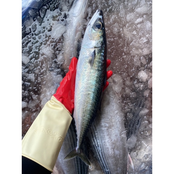 藍海鮮魚-大溪漁港每日現撈「花腹鯖魚 鯖魚 花飛」