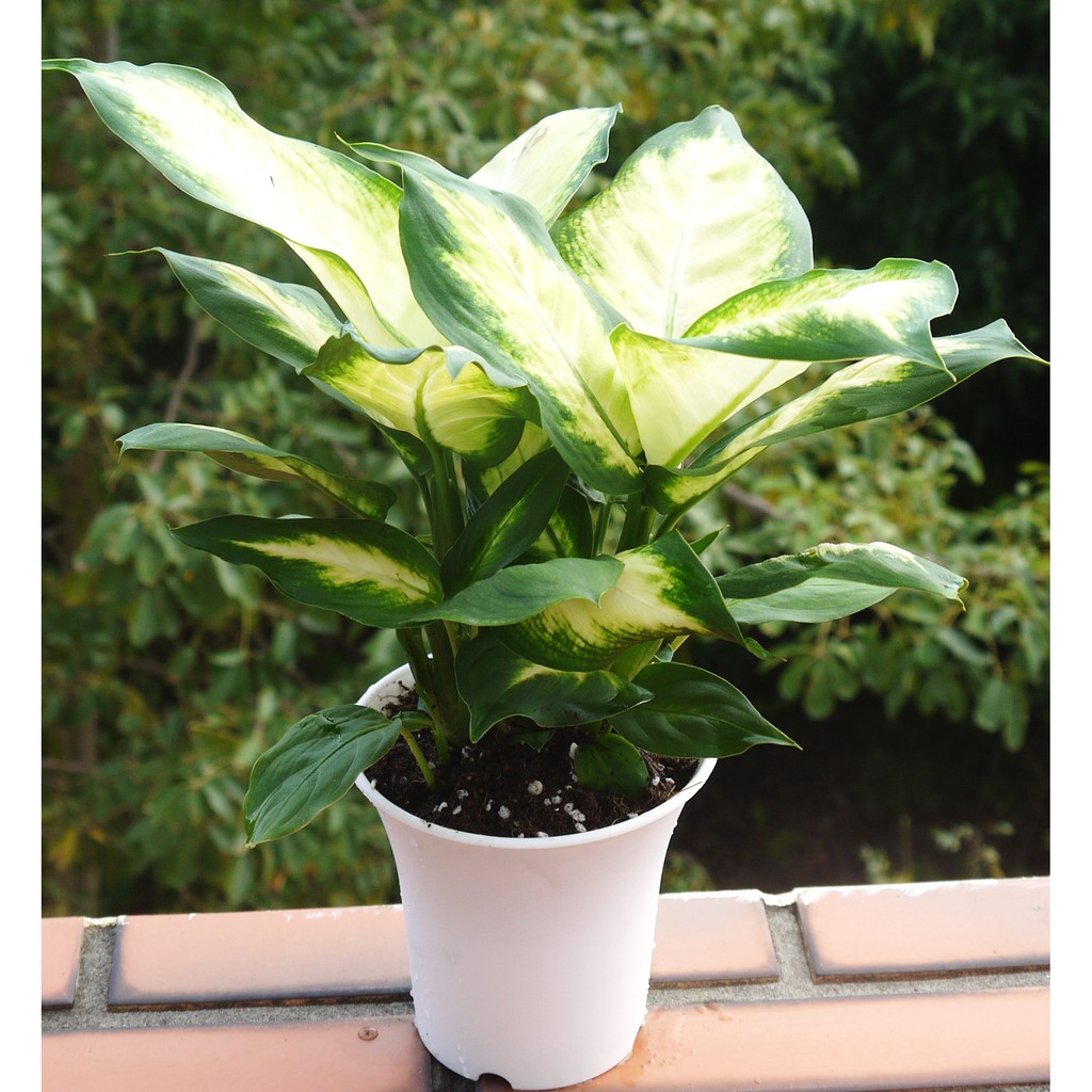 白玉萬年青4寸 室內清淨空氣盆栽 室內植物觀葉植物 花樣渼栽盆栽生活館 蝦皮購物