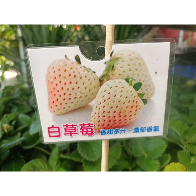 白草莓苗，定價50（買10盆附1張牌子）