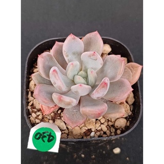 花橘子 優惠推薦 22年5月 蝦皮購物台灣