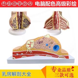 ♥❤乳房模型胸部解剖模型靜止期哺乳期女性病變乳腺結構乳房醫學教具