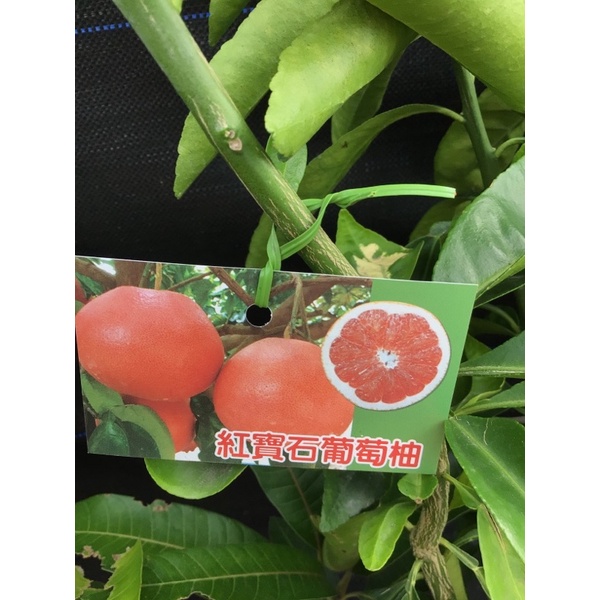 卉迎園藝 紅寶石葡萄柚嫁接苗高度70公分/水果樹苗/新興果樹