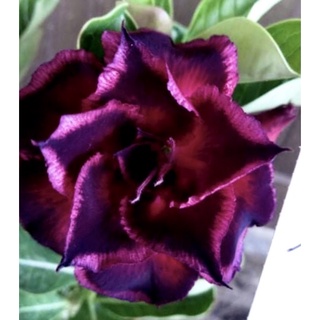 怡人🍇沙漠玫瑰開花株💎花夢坊🌹蝦皮🦐特賣、5吋盆裸根寄出、風水花，美麗的紫色系