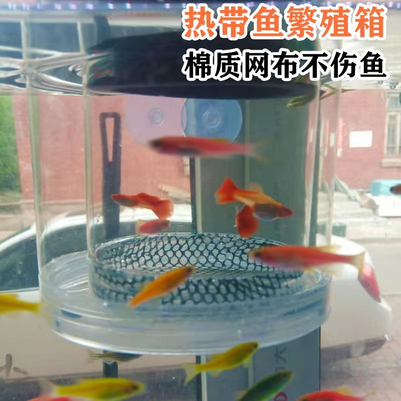 懸浮式多功能魚苗繁殖盒 隔離盒 產子盒 孵化箱 產卵盒 孔雀魚 仔魚 幼魚 鬥魚 小魚產房 仔魚產房 蝦皮購物
