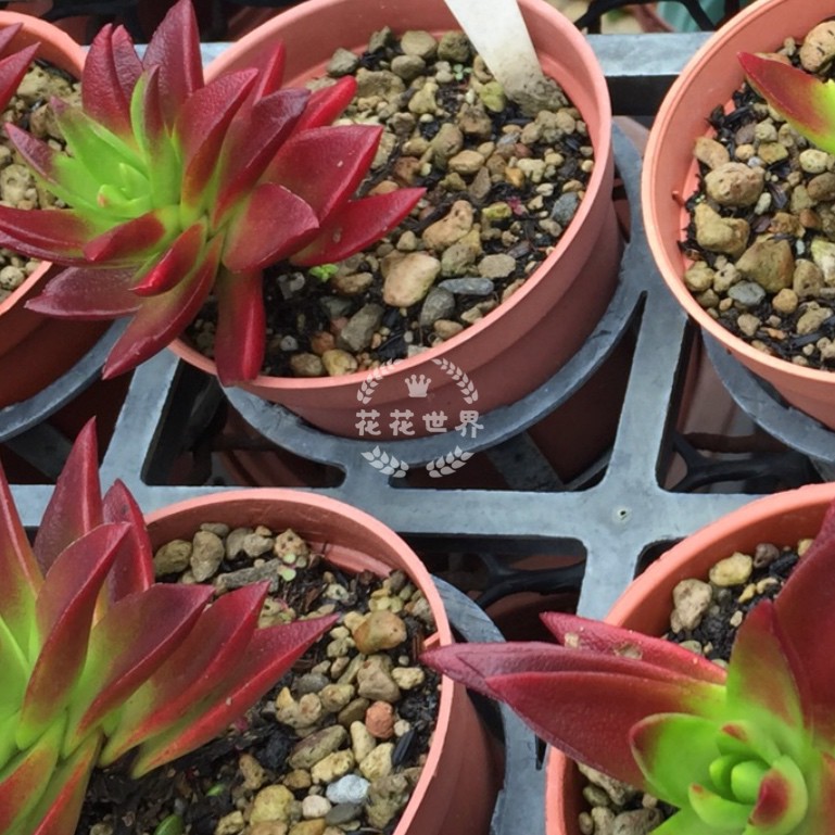 小仙肉 赤鬼城火祭紅葉祭景天多肉 多肉植物 仙人掌 目前綠色 蝦皮購物