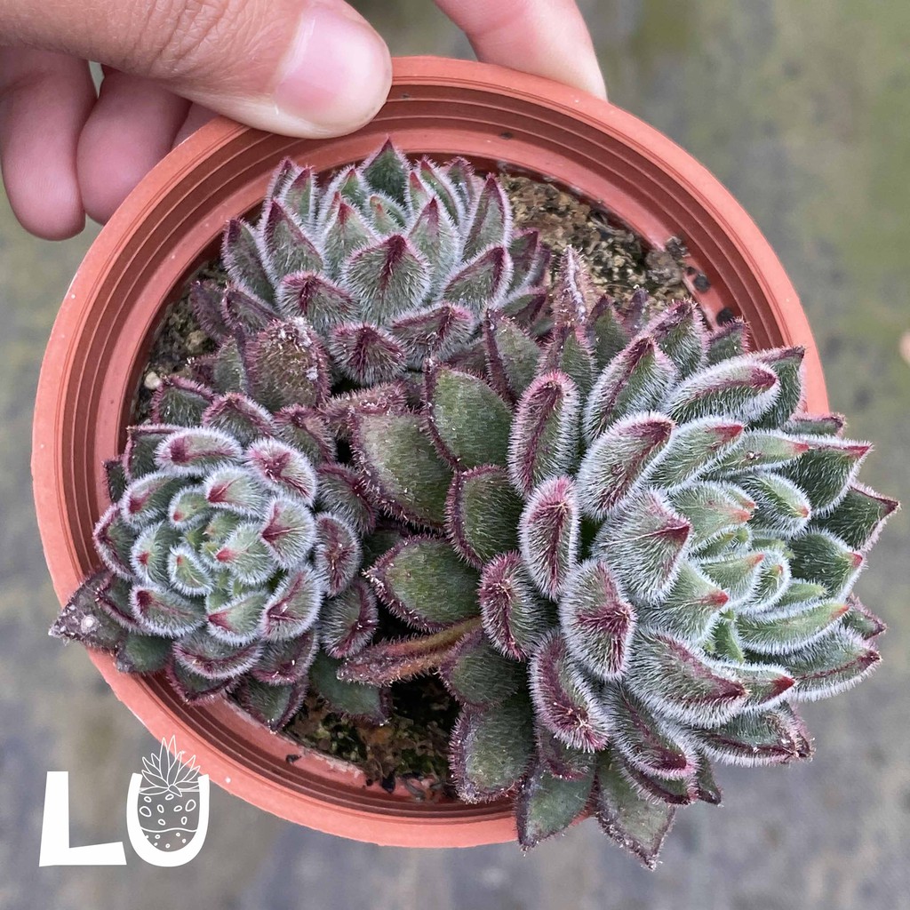 三吋多肉植物 紅輝炎 呂爸爸農家樂 蝦皮購物