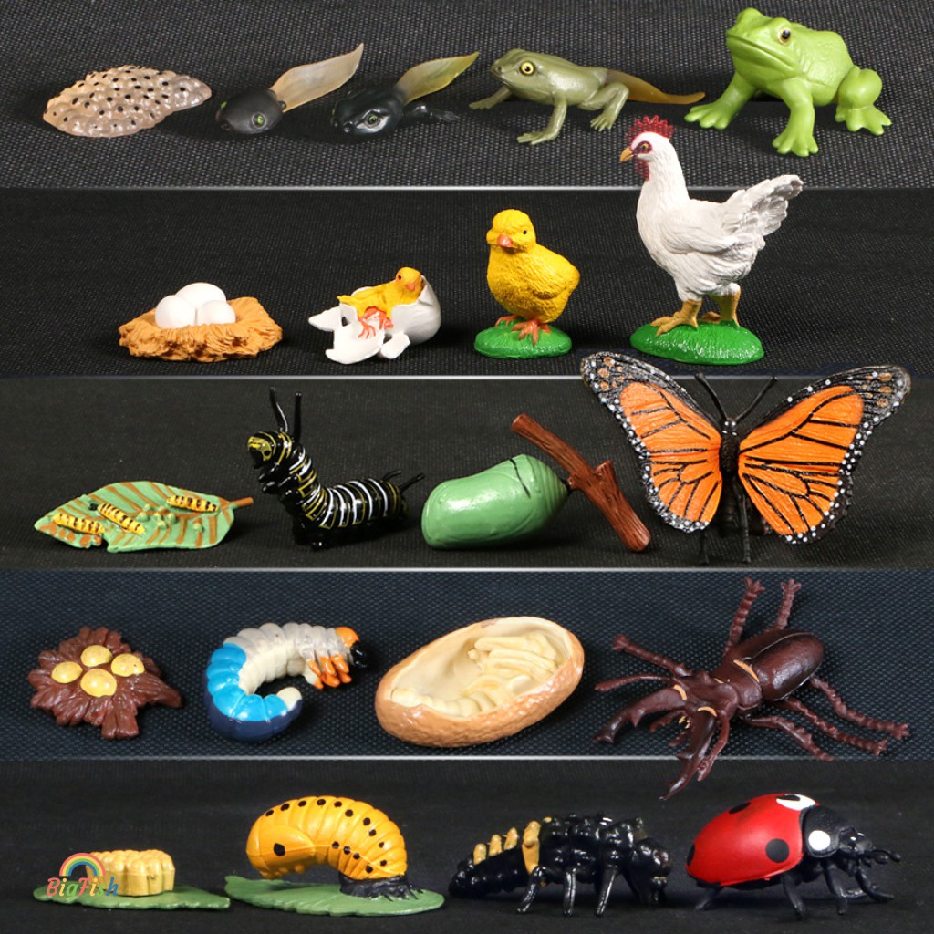 🔥現貨促銷🔥 動物生命週期模型 動物模型 仿真動物玩具 昆蟲玩具 昆蟲模型 兒童益智玩具 鍬形蟲青蛙蝴蝶瓢蟲螞蟻海龜模型
