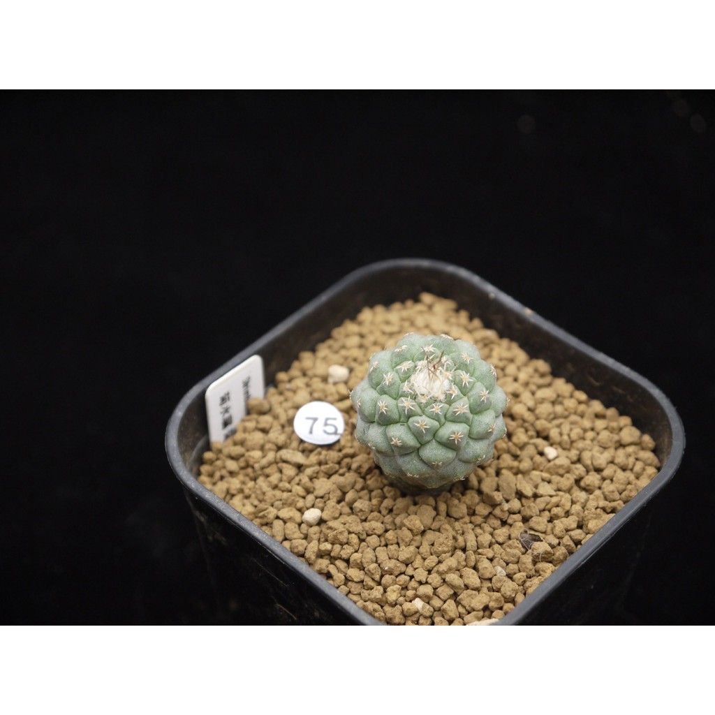 植陽光房 菊水屬菊水白花strombocactus Discifomis 實生 蝦皮購物