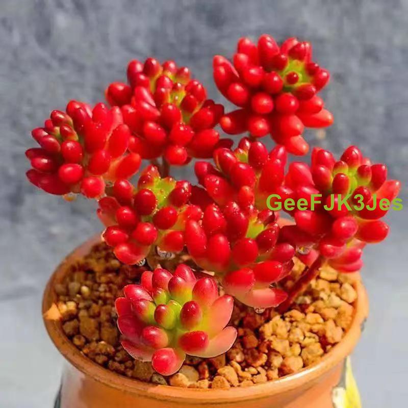 台北種球多肉重辦花卉 虹之玉錦多肉植物盆栽新手好養老樁群生多肉綠植肉肉植物室內花卉 蝦皮購物