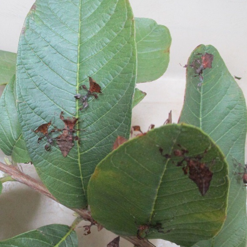 巨人葉䗛一齡若蟲竹節蟲健康強壯滿千送一隻 蝦皮購物