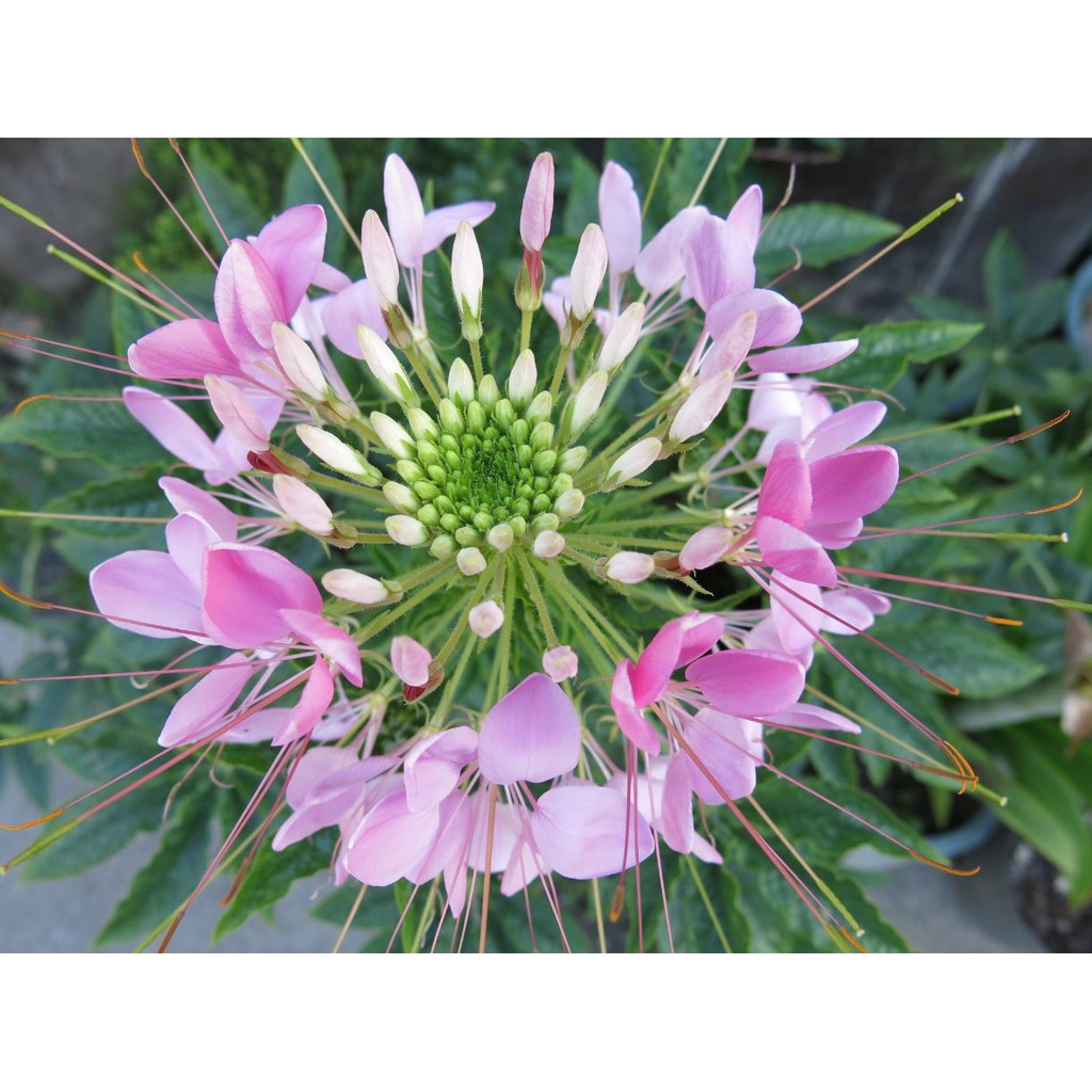 醉蝶花 學名cleome Spinosa Jacquin 別名西洋白花菜 擬蝶花 紫龍鬚 西洋鳳蝶草 一小盆49元 運費 蝦皮購物