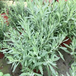 一禪種苗園-香氣清新略帶甜味<甜薰衣草-可泡茶>香草植物-5吋盆/穩定情緒/減少疲勞/提煉高品質精油/SPA療法最佳材料