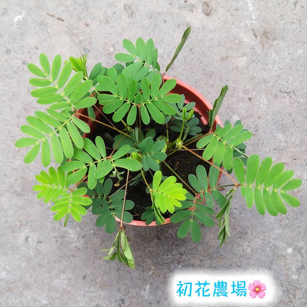 初花農場|含羞草|3吋盆|觀葉植物|----定價60特價50