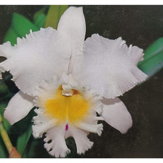 大眾蘭園 嘉德利雅蘭 Rlc Mount Hood'Mary' 瑪莉