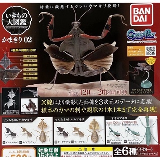 萬代 BANDAI 扭蛋 轉蛋 螳螂環保扭蛋 P2 02 螳螂 動物 昆蟲 圖鑑 昆蟲模型 蟲 擬真 模型 模擬 可動