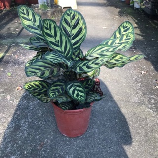 室內植物～孔雀竹芋（6吋）#淨化空氣#除甲醛#室內微光處