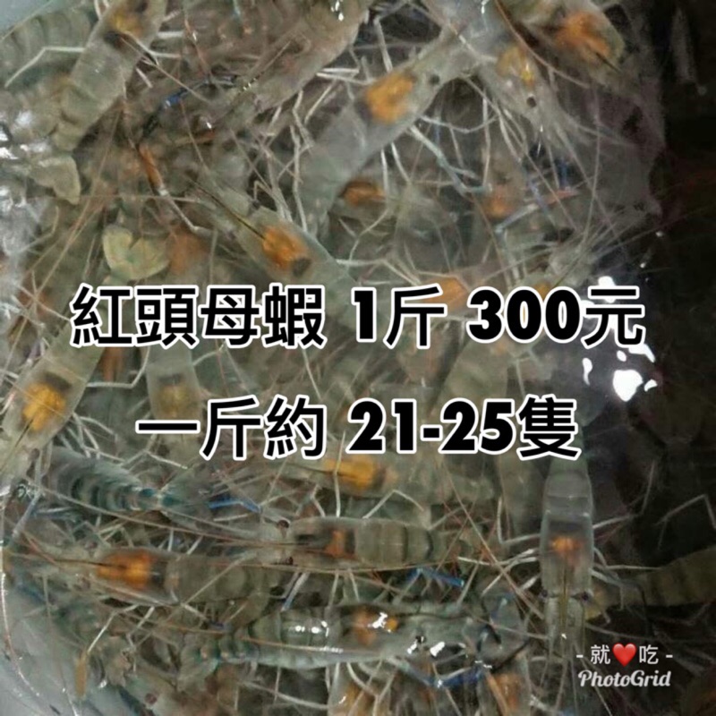 就愛吃泰國蝦-紅頭母蝦 21-25隻 (離島請聊聊)