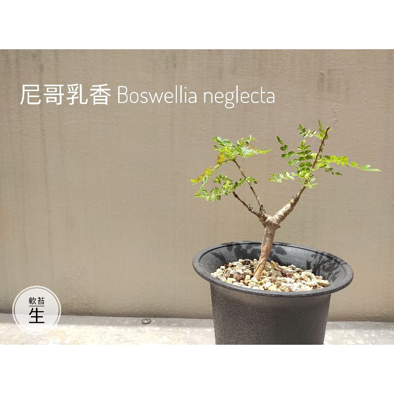尼哥乳香 Boswellia neglecta